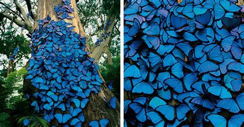 Photographer Captures a Beautiful Blue Morpho Butterfly Pictures