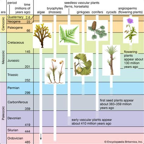 Carboniferous Period | Evolution of plants, Plants, Vascular plant