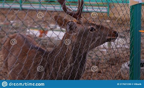 Grey Deer with Antlers Behind a Gray Grid Stock Photo - Image of grey, horns: 217621230