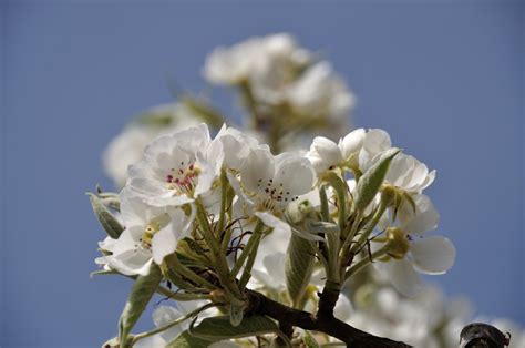 Pear tree blossom Free Photo Download | FreeImages