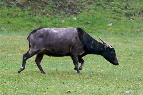 Lowland Anoa Photos, Lowland Anoa Images, Nature Wildlife Pictures | NaturePhoto