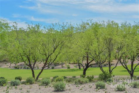 Beautiful Mesquite Trees in the Desert Southwest, Maricopa County ...