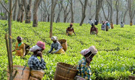 Tea Tribes of Assam: Culture, Tradition & Identity