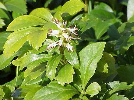 Pachysandra terminalis - Wikipedia