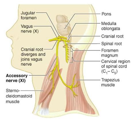 Pin on Anatomy & Physiology