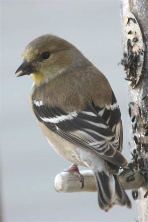 American Goldfinch – female – Travis Audubon