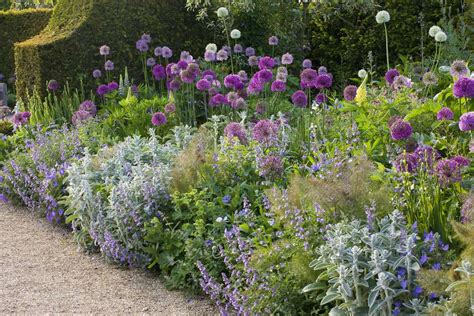 How to Grow and Care for Allium (Ornamental Onion)