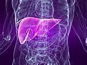 What Causes Liver Enzymes to Elevate? – Medical Symptoms Guide