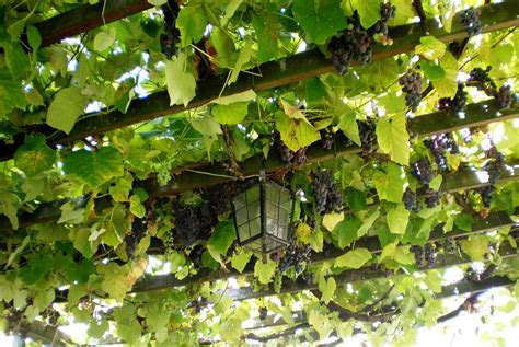 Grapes grown on Pergolas, San Luis Obispo, CA | kitchen garden | jardin ...