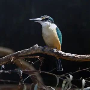 Sacred kingfisher - Facts, Diet, Habitat & Pictures on Animalia.bio