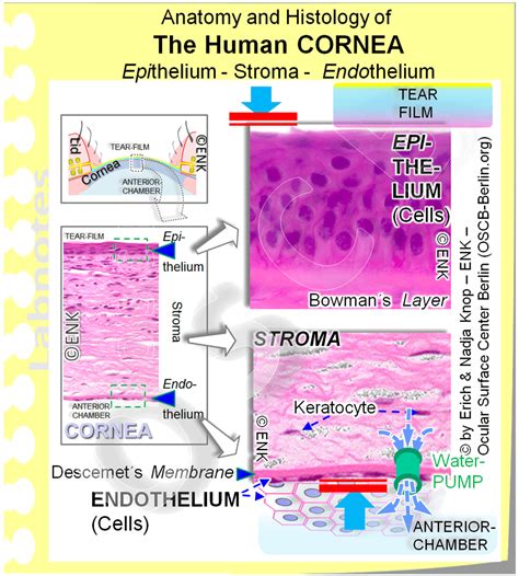 The CORNEA — Ocular Surface Center Berlin