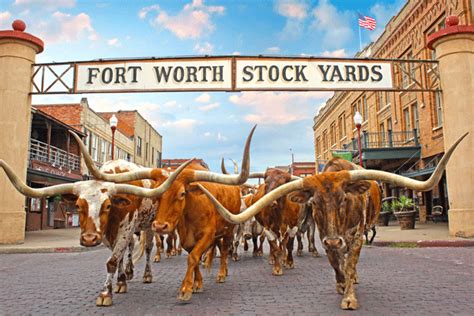 The Herd - Daily Longhorn Cattle Drive | Fort Worth CVB