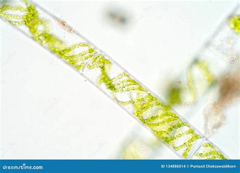 Spirogyra Sp. Algae Under Microscopic View X40 - Chlorophyta Royalty-Free Stock Photography ...