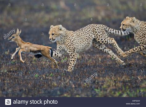 Cheetah Chasing Gazelle Stock Photos & Cheetah Chasing Gazelle Stock ...