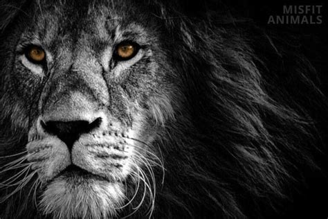 Melanistic Lion: Do Black Lions Exist? | Misfit Animals