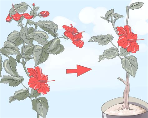 How to Prune Hibiscus: 10 Steps (with Pictures) - wikiHow