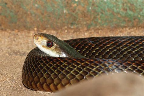 Top 10 Venomous Snakes Of Australia - Reptiles Magazine