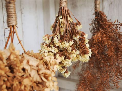 Dried Flower Arrangements - Growing Plants And Flowers To Dry