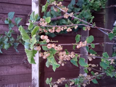 White currants — BBC Gardeners' World Magazine