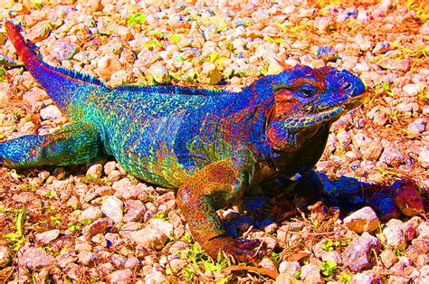 Rainbow Lizard Photograph by Katheryn Napier - Fine Art America