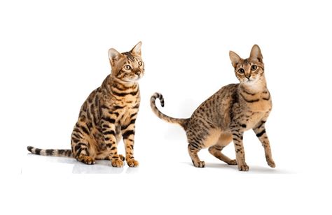 Bengal Cat vs. Savannah Cat: Full Comparison | Bengal Cat Republic