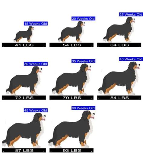 Bernese Mountain Dog Growth Chart. Bernese Mountain Dog Weight Calculator.