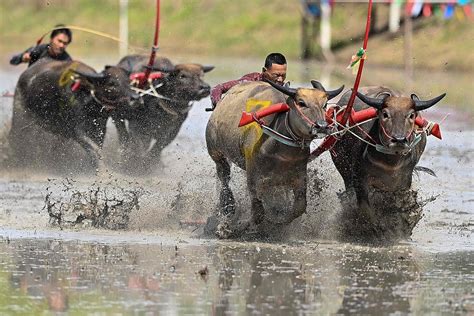 Annual water buffalo racing competition in Chonburi, Thailand - CGTN