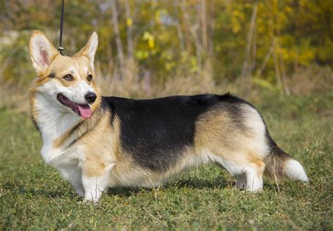 Welsh Corgi colors and coat guide to keeping them fluffy - Your Dogs World