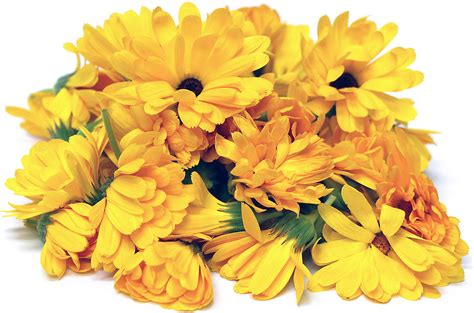 Calendula Flowers Information, Recipes and Facts