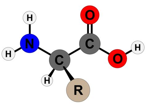 Tipos de aminoácidos en las proteínas humanas - Homo medicus