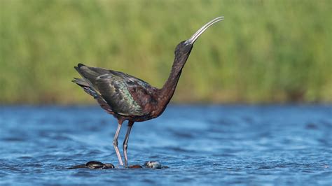 Glossy Ibis | Audubon Field Guide