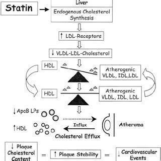 (PDF) Statin Therapy in Acute Coronary Syndromes: Mechanistic Insight ...