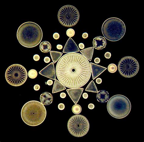 diatoms - The Pub - Shroomery Message Board