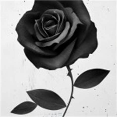 Graphic rose drawing tattoo - Best Tattoo Ideas Gallery