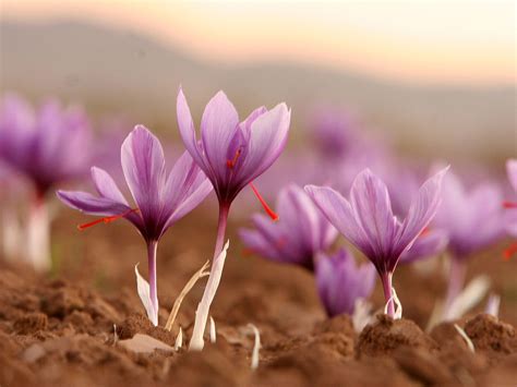 Saffron For Depression: Proven Natural Antidepressant - How To Overcome ...