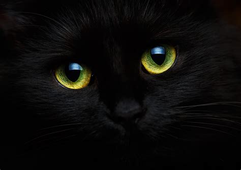 EL GATO NEGRO UN CUENTO DE EDGAR ALLAN POE