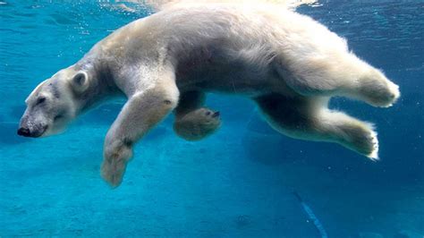 White Polar Bear Swimming Under Water Desktop Wallpaper Hd Free ...