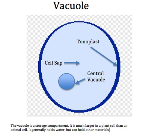 CENTRIOLE, CYTOSKELETON AND VACUOLE « SimpleBiology | Biology diagrams, Science cells, Plasma ...