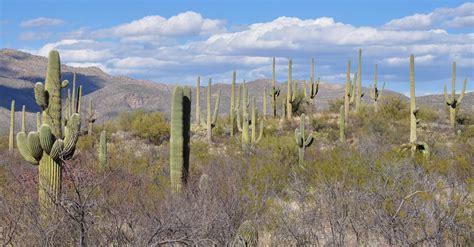 Cacti in Desert · Free Stock Photo