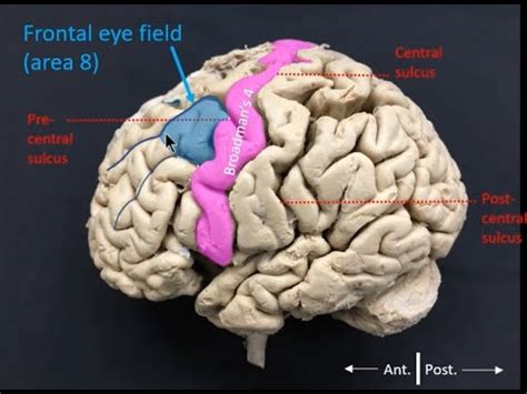 Frontal eye field - YouTube