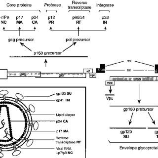 Structure of the HIV-1 genome and viral particle. (A) Genetic map of ...