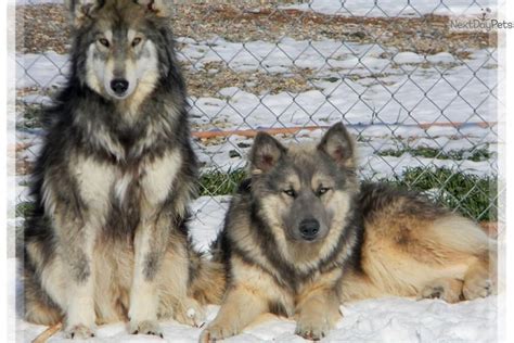 Wolamutes. Alaskan Malamute and timber wolf mix. | Giant malamute, Fluffy dogs, Wolf dog