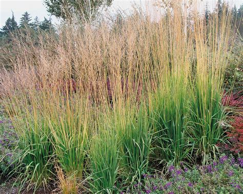 Types of ornamental grass: 16 varieties for borders and pots | Gardeningetc