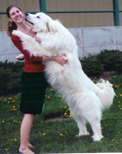 Great pyrenees, Great pyrenees dog, Top dog breeds