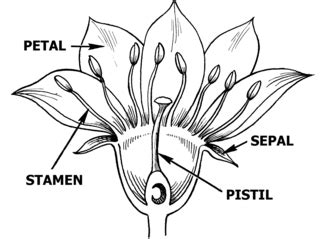 Pistil of a Flower | Definition, Parts & Functions - Lesson | Study.com