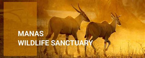 Manas Wildlife Sanctuary