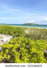 Puerto Rico Beach Beaches Vieques Stock Photo 2151366619 | Shutterstock