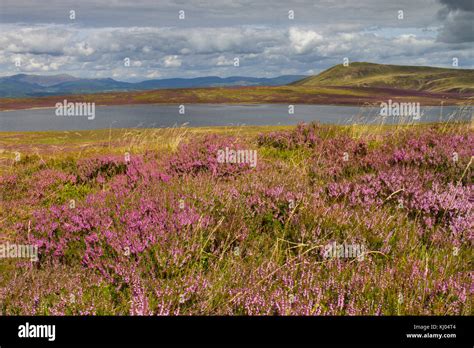 Common heather or Ling (Calluna vulgaris) flowering in moorland habitat near a mountain lake ...