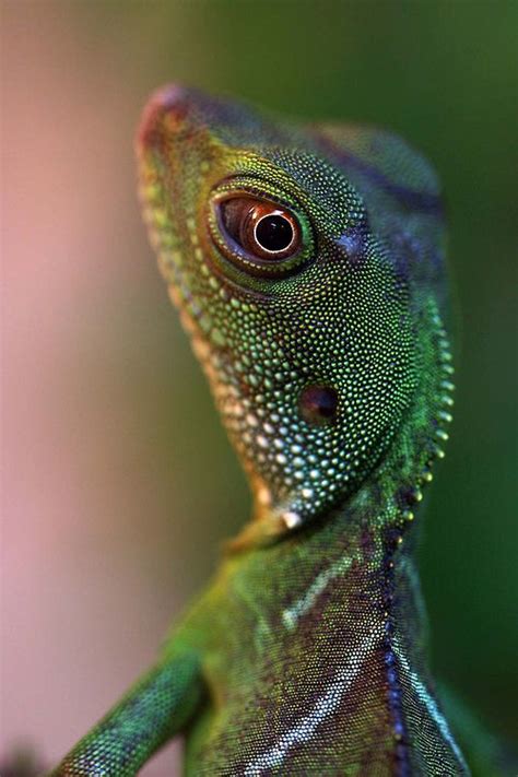 © Diana Harrison Chinese Water Lizard | Animal photography, Lizard, Cute reptiles