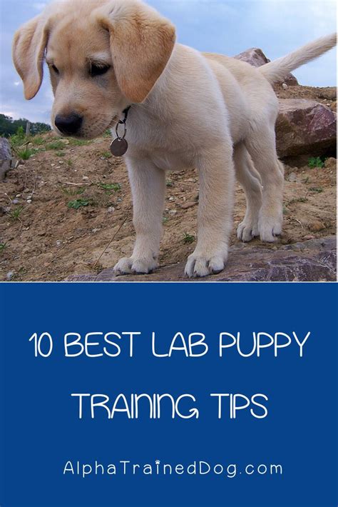 10 Lab Puppy Training Tips in 2020 | Lab puppy training, Puppy training tips, Puppy training